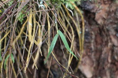 Dendrobium moniliforme