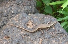 Eutropis carinata