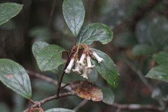 Viburnum taitoense