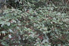 Viburnum taitoense