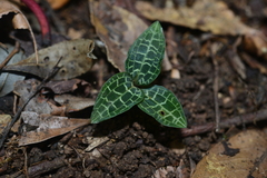 Goodyera biflora