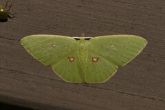 Comostola leucomerata