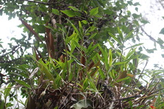 Dendrobium chryseum