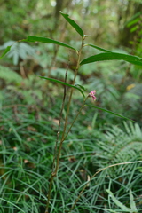 Ardisia crispa
