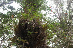 Dendrobium chryseum