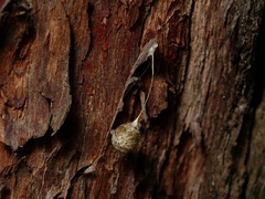 Tamopsis