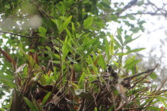 Dendrobium chryseum