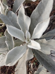 Pentanema verbascifolium