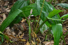 Calanthe aristulifera