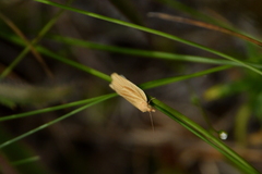Clepsis leucaniana