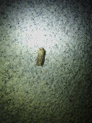 Agrotis segetum