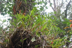Dendrobium chryseum