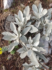 Pentanema verbascifolium