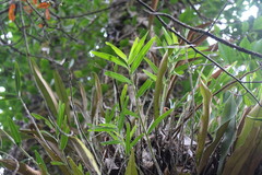 Dendrobium chryseum