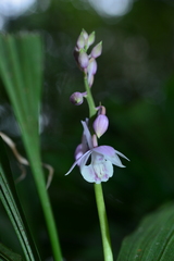 Calanthe aristulifera