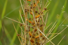 Aciphylla