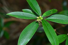 Daphne kiusiana