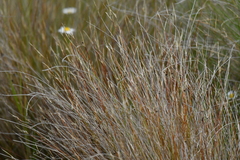 Schoenus pauciflorus