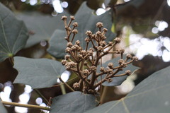 Sinopanax formosanus