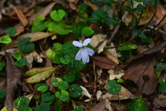 Viola formosana