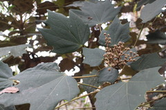 Sinopanax formosanus