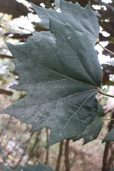 Sinopanax formosanus