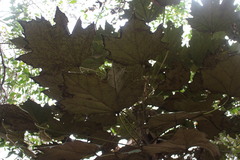 Sinopanax formosanus