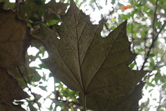Sinopanax formosanus