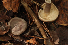 Lactarius flexuosus