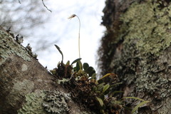 Bulbophyllum setaceum