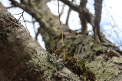 Bulbophyllum setaceum
