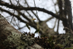 Bulbophyllum setaceum