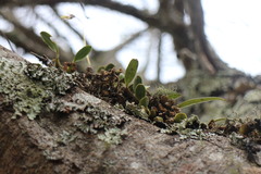 Bulbophyllum setaceum