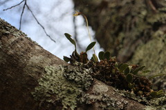 Bulbophyllum setaceum