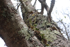 Bulbophyllum setaceum