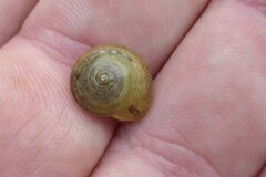 Hygromia cinctella