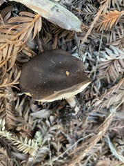 Melanoleuca melaleuca