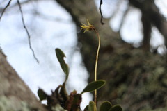 Bulbophyllum setaceum