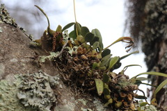 Bulbophyllum setaceum