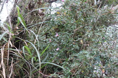 Rhododendron noriakianum
