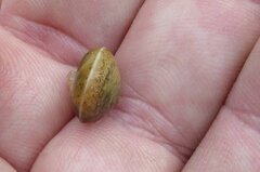 Hygromia cinctella