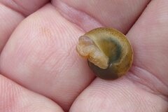 Hygromia cinctella