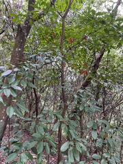 Elaeocarpus japonicus