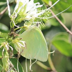 Aphrissa statira statira