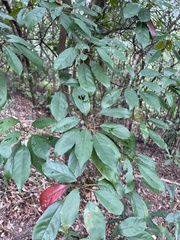 Elaeocarpus japonicus