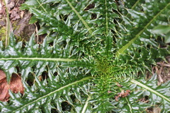 Cirsium arisanense