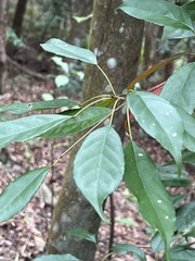 Elaeocarpus japonicus