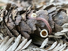 Gosodesmus claremontus