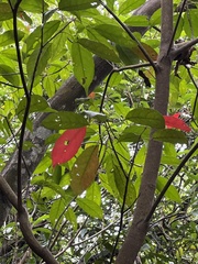 Elaeocarpus japonicus