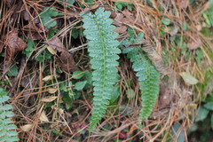 Polystichum parvipinnulum